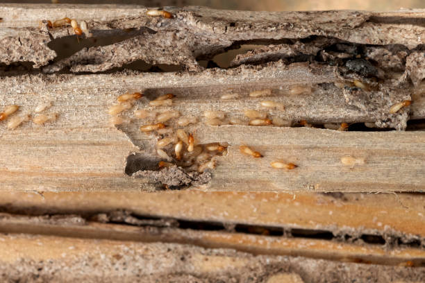 Pest Prevention Services in New Union, TN