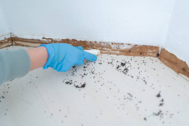 Best Affordable Pest Control Services  in New Union, TN